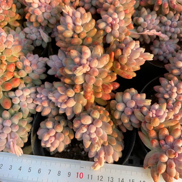 Pachyphytum Machucae /Baby finger - Image 4