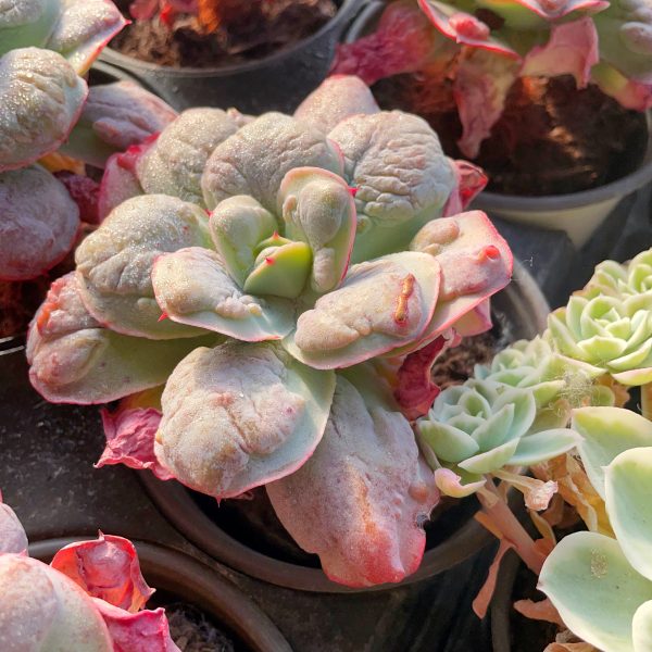 Echeveria Garden Bungalow - Image 5