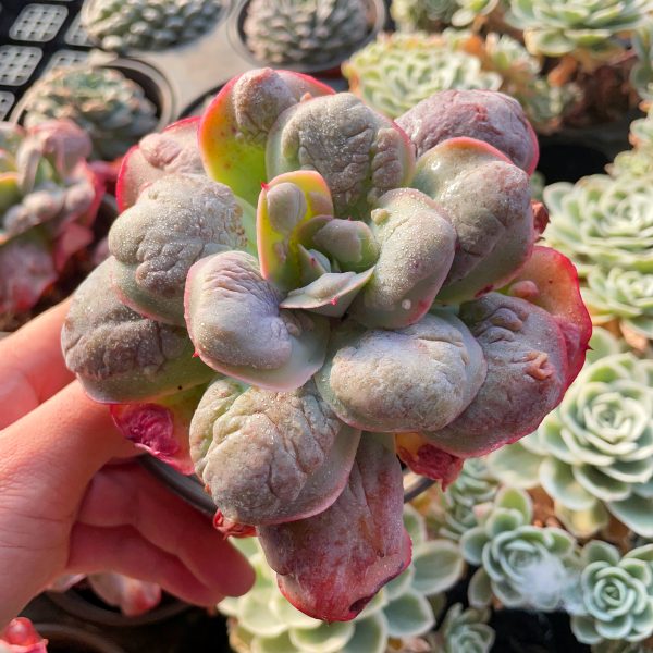 Echeveria Garden Bungalow - Image 3