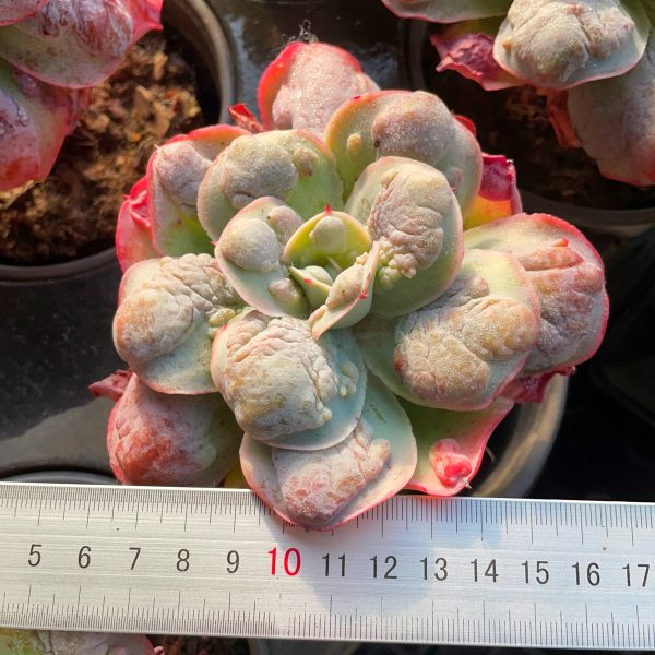 Echeveria Garden Bungalow - Image 4