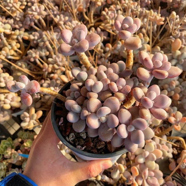 Graptopetalum Amethystinum - Image 3