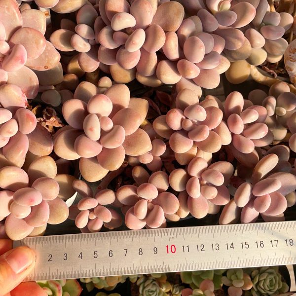 Graptopetalum Amethystinum - Image 4