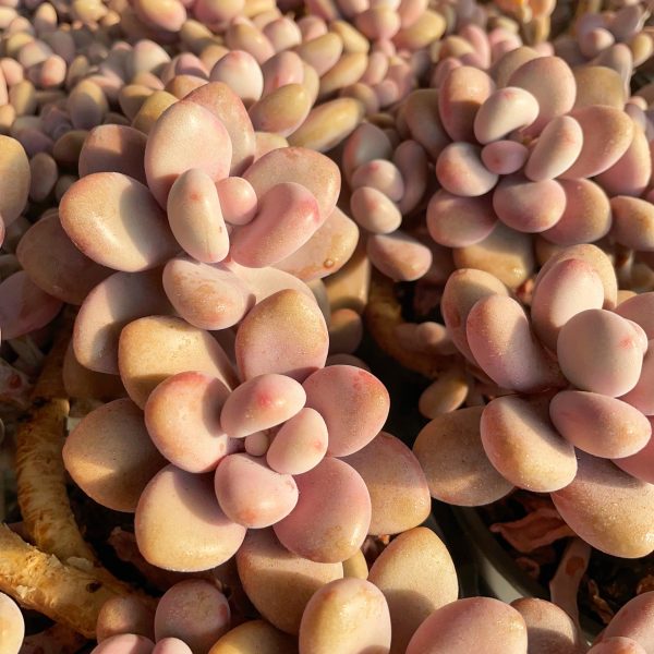 Graptopetalum Amethystinum - Image 5