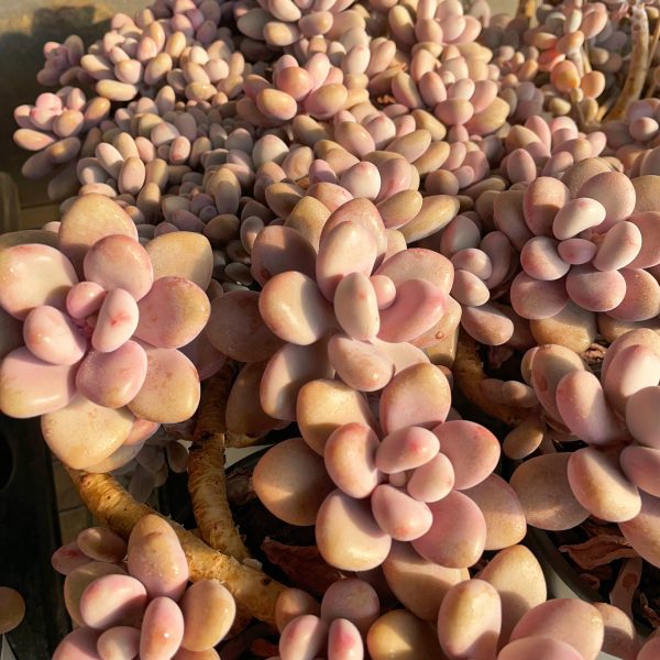 Graptopetalum Amethystinum - Image 6