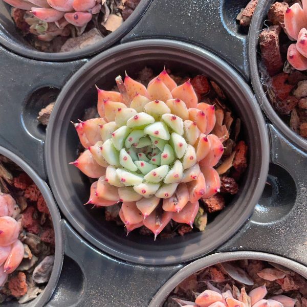 Echeveria cuspidata var. zaragozae - Image 3