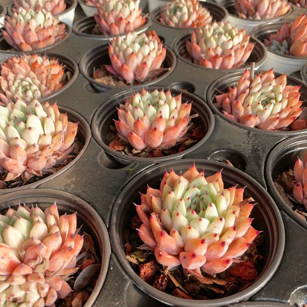 Echeveria cuspidata var. zaragozae - Image 4
