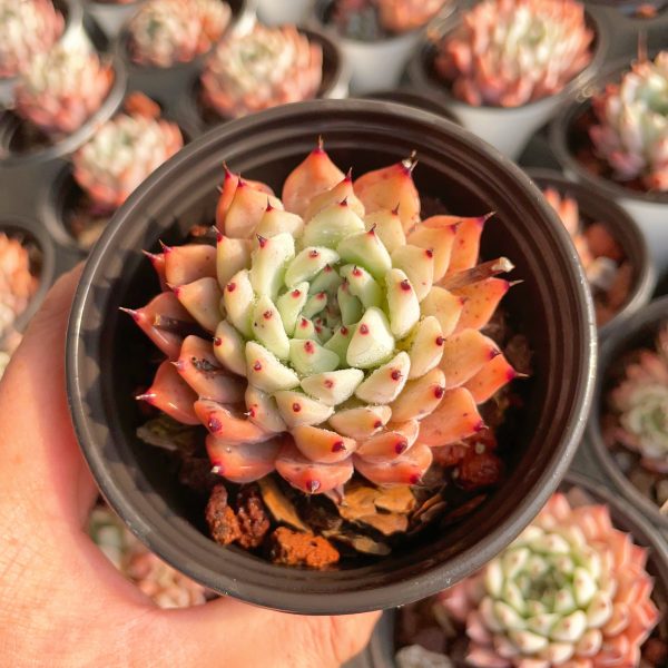 Echeveria cuspidata var. zaragozae - Image 2