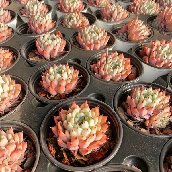 Echeveria cuspidata var. zaragozae - Image 5