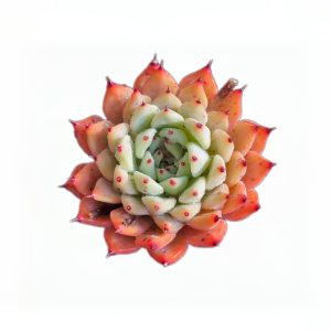 Echeveria cuspidata var. zaragozae