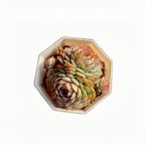 Echeveria Globu losa P