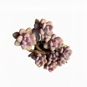 Graptopetalum Amethystinum