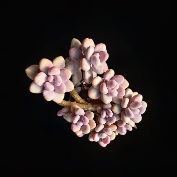 Graptopetalum Amethystinum - Image 2