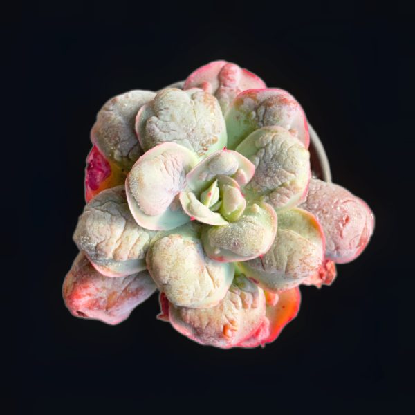Echeveria Garden Bungalow - Image 2