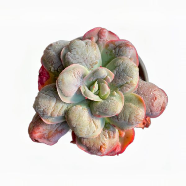 Echeveria Garden Bungalow