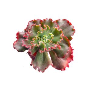 Echeveria Ellis