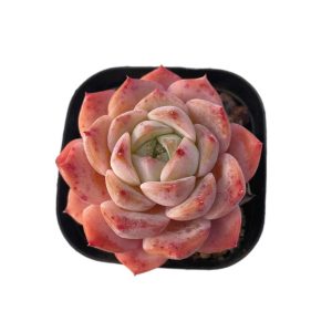 Echeveria Xiaohuarong