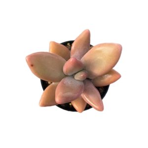 Pachyphytum Mango Beauty