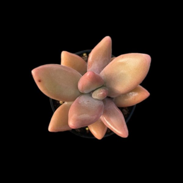 Pachyphytum Mango Beauty - Image 2