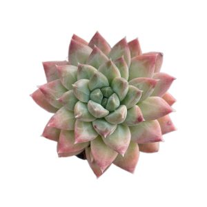 Echeveria Popcorn
