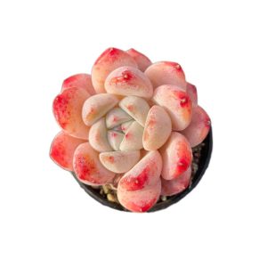 Echeveria Meimeng