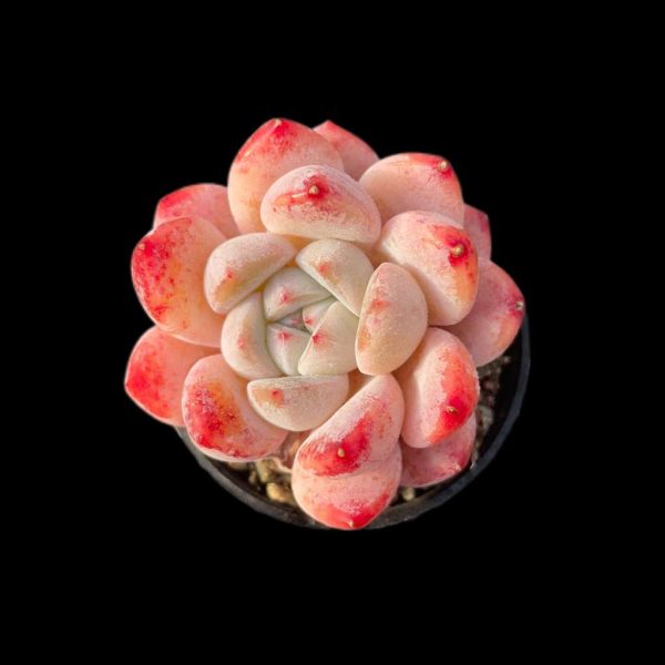 Echeveria Meimeng - Image 2