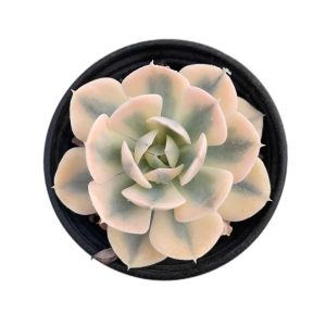 Echeveria Runyon ii f.var. (White)