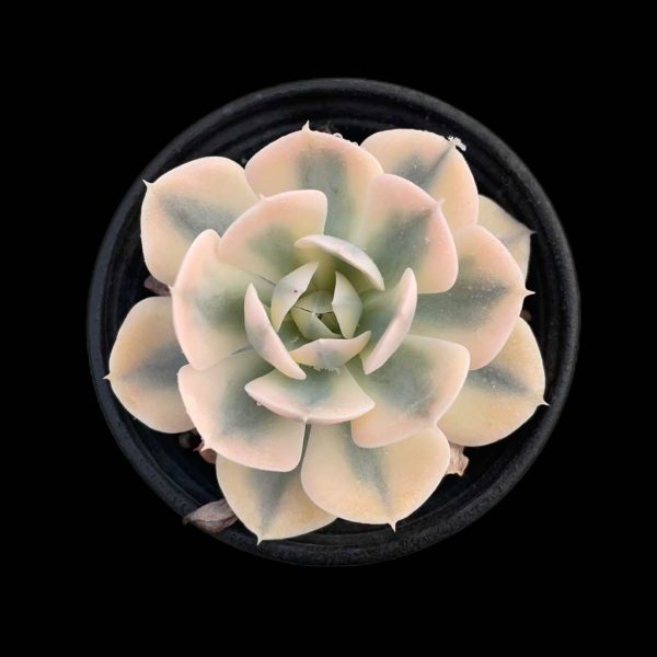 Echeveria Runyon ii f.var. (White) - Image 2