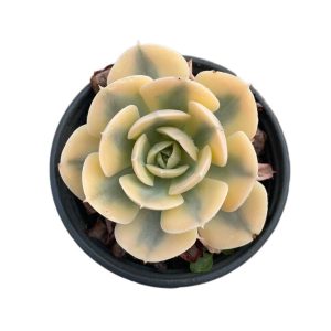 Echeveria Runyon ii f.var.(Yellow)