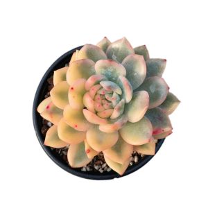 Echeveria Monroe Var.
