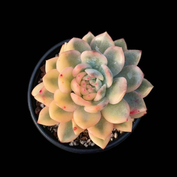 Echeveria Monroe Var. - Image 2