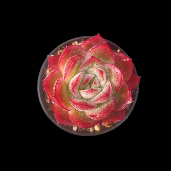 Echeveria Cranberry - Image 2