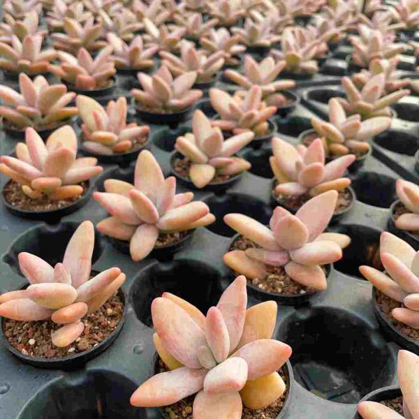 Pachyphytum Mango Beauty - Image 4