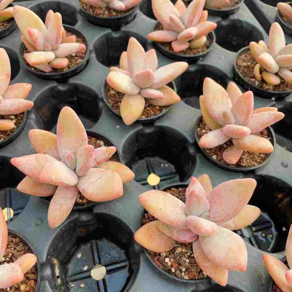 Pachyphytum Mango Beauty - Image 5