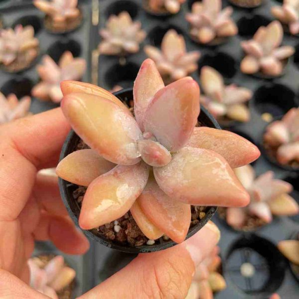 Pachyphytum Mango Beauty - Image 3
