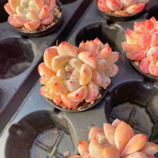 Echeveria Meimeng - Image 4