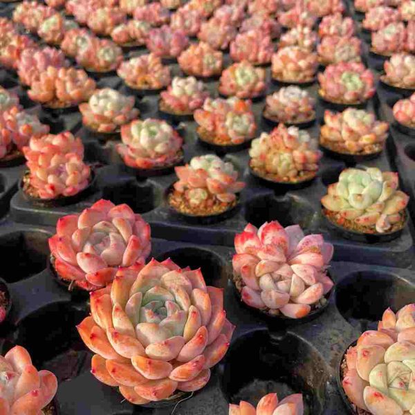 Echeveria Meimeng - Image 7