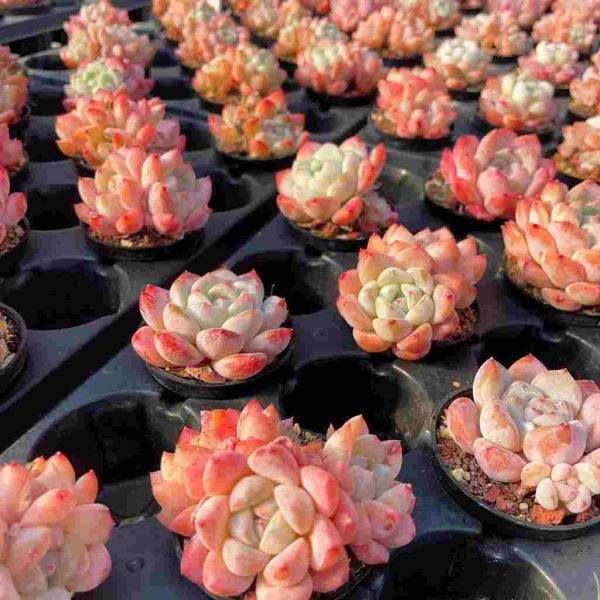 Echeveria Meimeng - Image 6