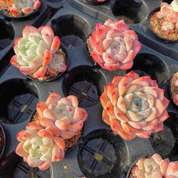 Echeveria Meimeng - Image 5
