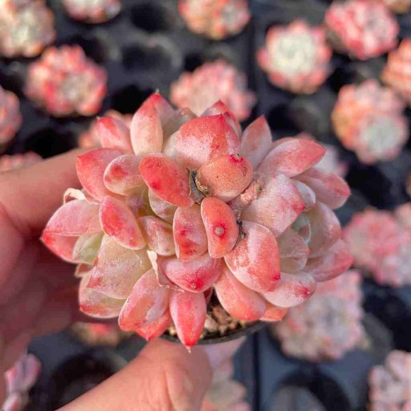 Echeveria Meimeng - Image 3