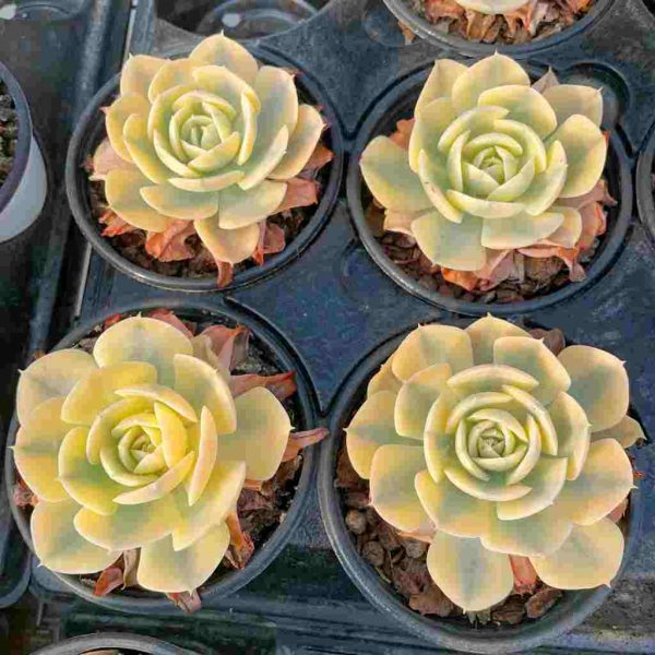 Echeveria Runyon ii f.var.(Yellow) - Image 4
