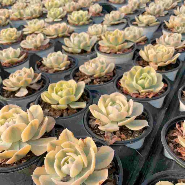 Echeveria Runyon ii f.var.(Yellow) - Image 5