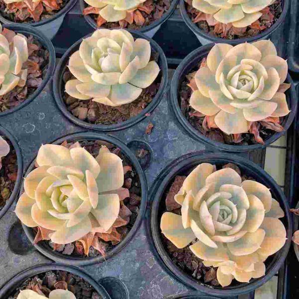 Echeveria Runyon ii f.var. (White) - Image 4