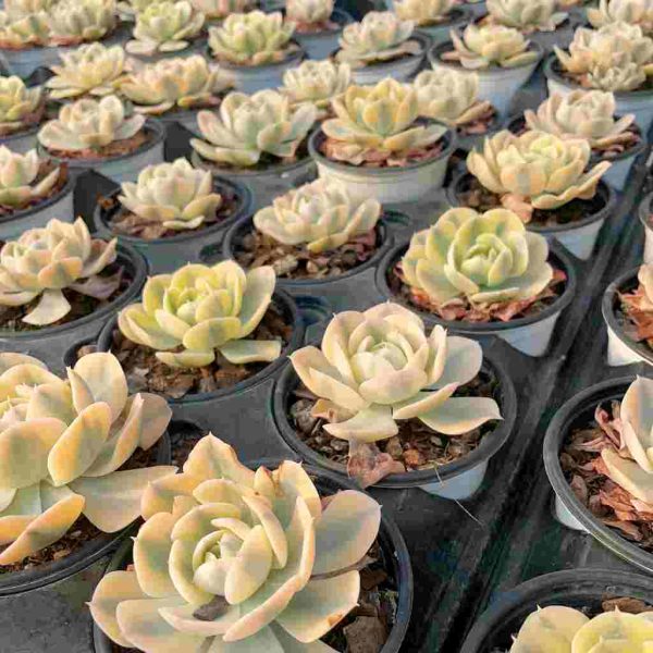 Echeveria Runyon ii f.var.(Yellow) - Image 6