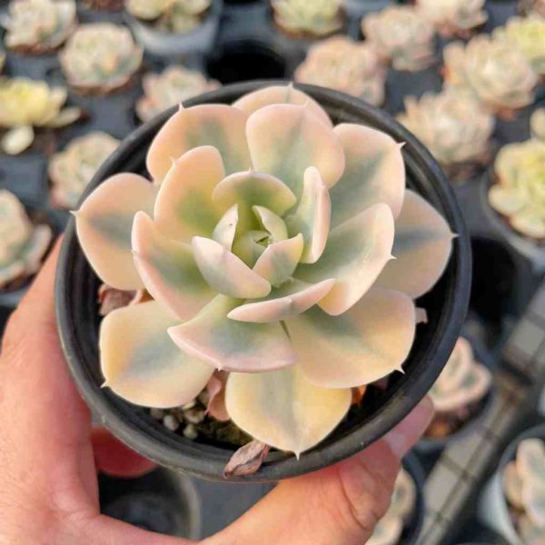 Echeveria Runyon ii f.var. (White) - Image 5