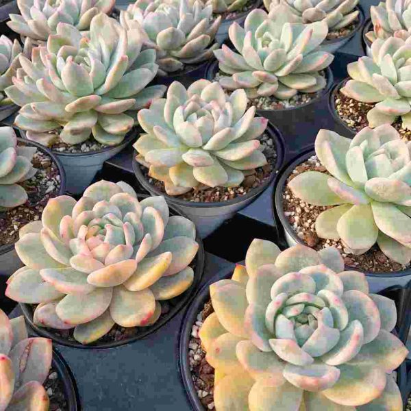 Echeveria Monroe Var. - Image 3