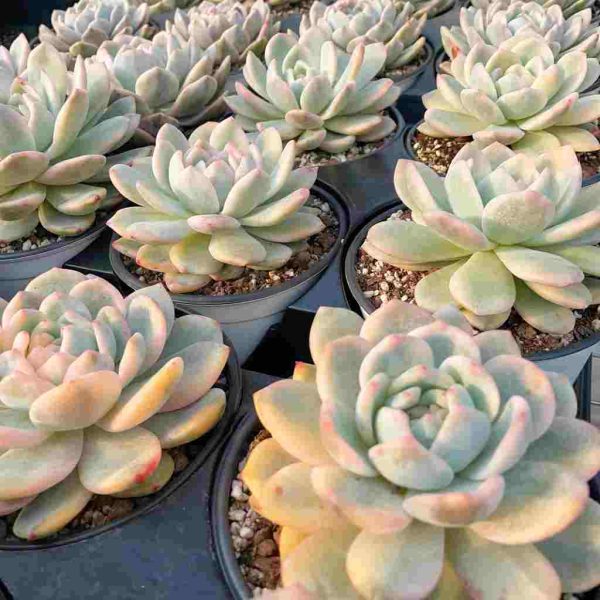Echeveria Monroe Var. - Image 5