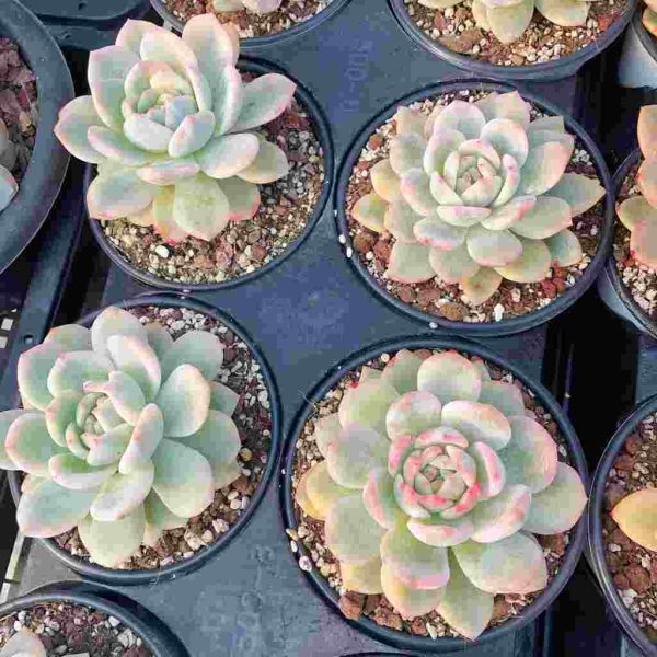 Echeveria Monroe Var. - Image 4