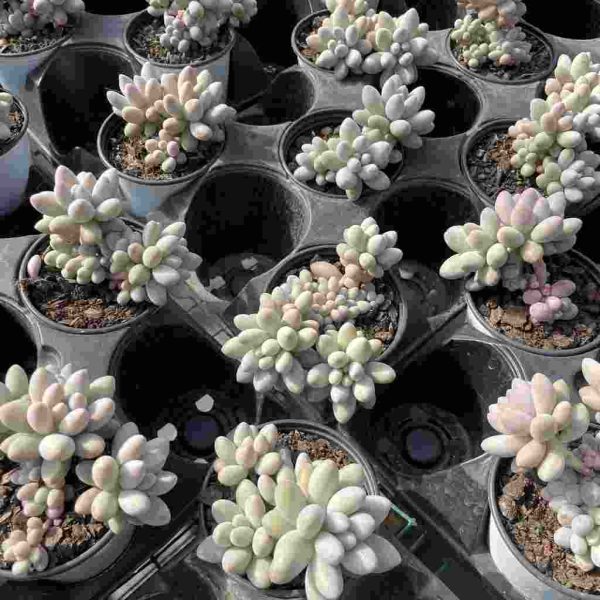 Pachyphytum Pink Lover - Image 4
