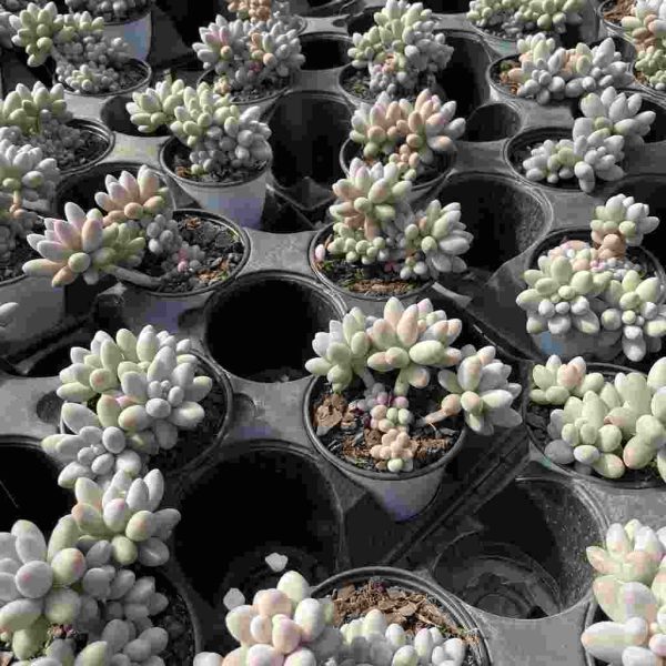 Pachyphytum Pink Lover - Image 5