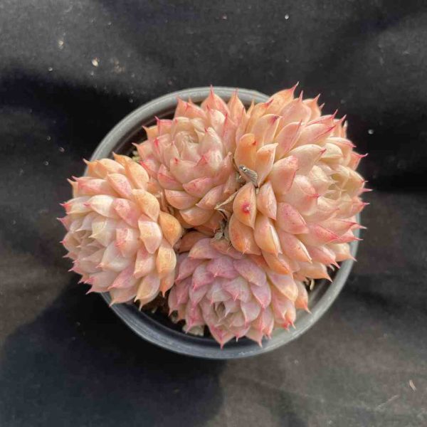 Echeveria elegans Queen - Image 3